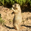 A white-tailed prairie dog stands in the dirt next to a green plant at the Arapaho National Wildlife Refuge.