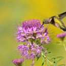 Broad-tailed hummingbird sipping on Rocky Mountain beeplant