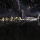 Female (mother) mallard (brown, black & white) leads 9 yellow/black & white) ducklings paddling down a canal