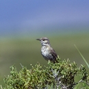 A grey bird with white breast speckled with brown spots perched on scrub