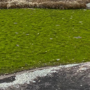 A grass-like pool surrounded by rock.