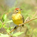 A palm warbler sitting on a branch.