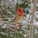 A pair of northern cardinals on a snowy branch.