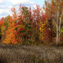 Fall Colors at Occoquan Bay NWR