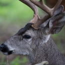 A close-up image of a male deer.