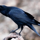 Common raven