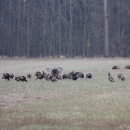 An image of a turkey flock in a field.