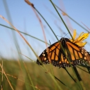 A monarch butterfly resting on a blade of grass