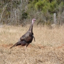 Wild male turkey alone in field at E.F.H. ACE Basin NWR