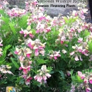 An image of the cover for the refuge plant brochure.