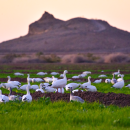Dozens of white geese rest in green fields with a large hill in the background.