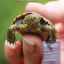 A small turtle being held in a person's hand