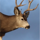 2021 Browns Park NWR general brochure cover page