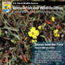 The cover of a summer newsletter depicting a small plant with yellow flowers