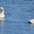 A pair of Trumpeter Swans in water.