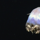 Dumbo octopus swimming at Mariana Trench