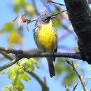 Kirtland's warbler