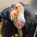 Close-up of a California condor with black feathers and and an orange head.
