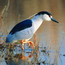 Fish Springs National Wildlife Refuge Brochure and Map