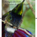 Cabo Rojo NWR Bird List (Eng/Spa)