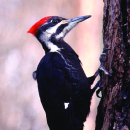 Little Pend Oreille - General Brochure