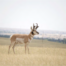 Pronghorn