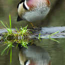 Santee National Wildlife Refuge Bird List