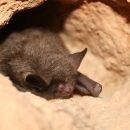 Bats Need Our Help