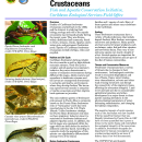 Caribbean Freshwater Crustaceans