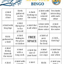 Auto Tour Bird Bingo - Descriptions