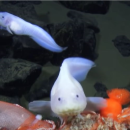 Mariana snailfish