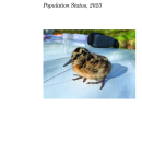 American Woodcock Population Status, 2023