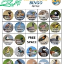 Bird Bingo - Species (Spring)