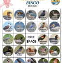 Bird Bingo - Species (Summer)