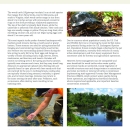 Wood Turtles: Conservation Considerations for Forest Landowners