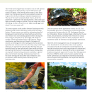 Wood Turtles: Conservation Considerations for Forest Landowners