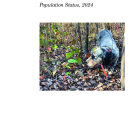 American Woodcock Population Status, 2024