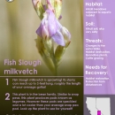 Fish Slough milkvetch