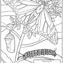 Color a Monarch Butterfly!