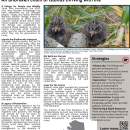 Rat Free Aleutians: An unbroken chain of islands thriving with life