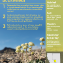 Tiehm's buckwheat