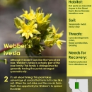 Webber's ivesia