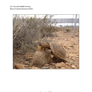 2024 Mojave Desert Tortoise Captive Care Guidance