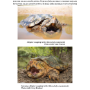 Trapping and Handling Protocol for the Alligator Snapping Turtle