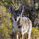 Hanford Reach National Monument General Brochure