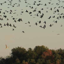 Big Branch Marsh NWR Bird List.pdf