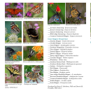 Carolina Sandhills Butterfly and Dragonfly Brochure