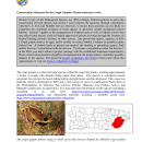 Conservation Measures for the Puerto Rican rock frog.pdf