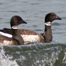 Dungeness NWR Brochure