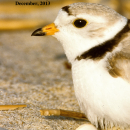 Draft Habitat Management Plan for Edwin B. Forsythe National Wildlife Refuge